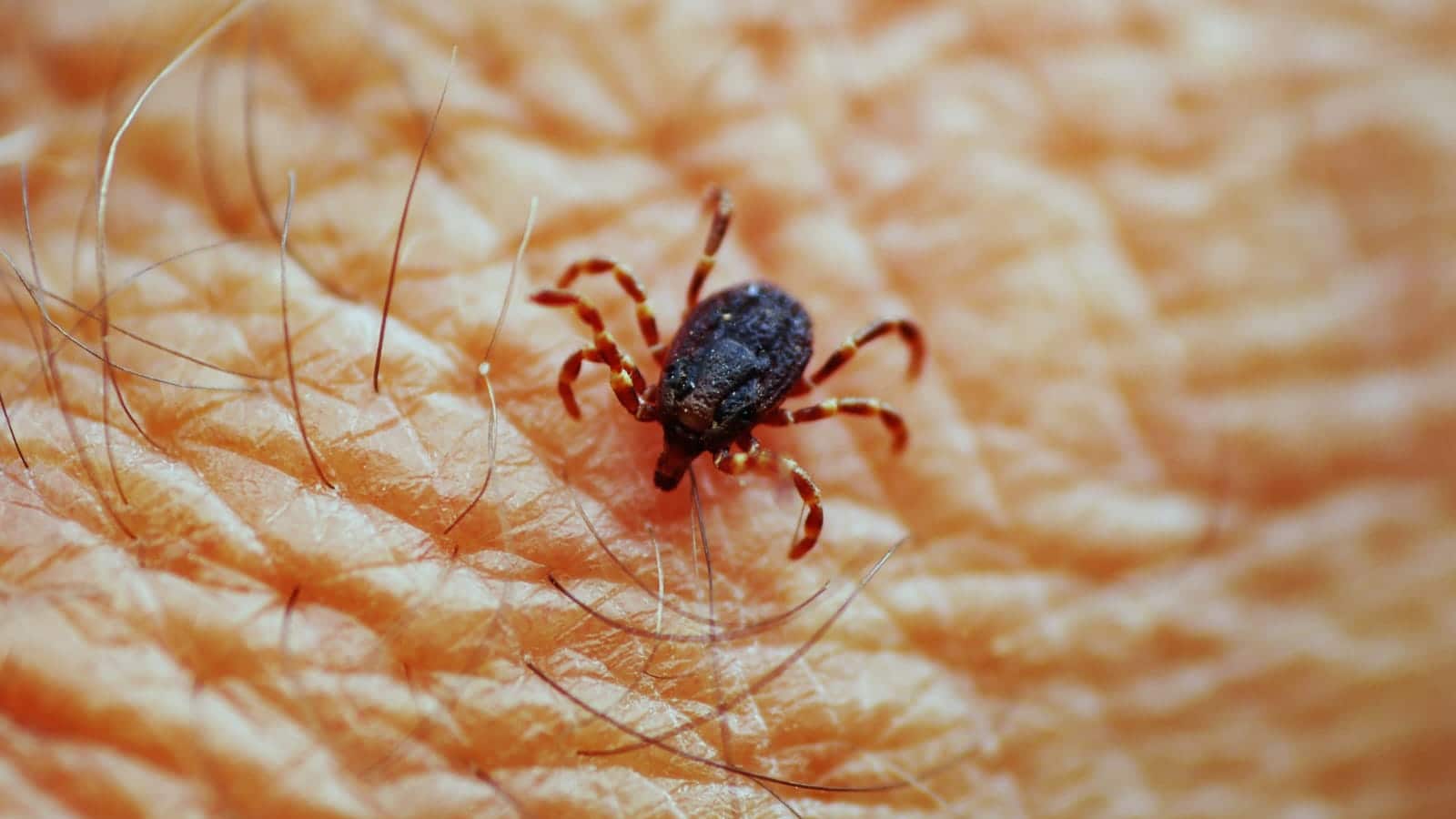 Las garrapatas transmiten rickettsia, entre otras enfermedades, algunas mortales.