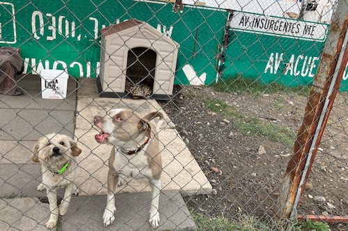 Saturación canina: exceso de perros comienza a desbordar a la CDMX