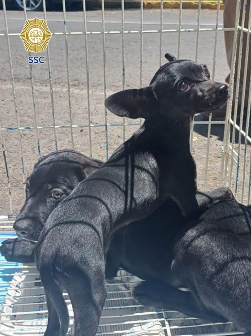 Rescatan a lomito en la CDMX