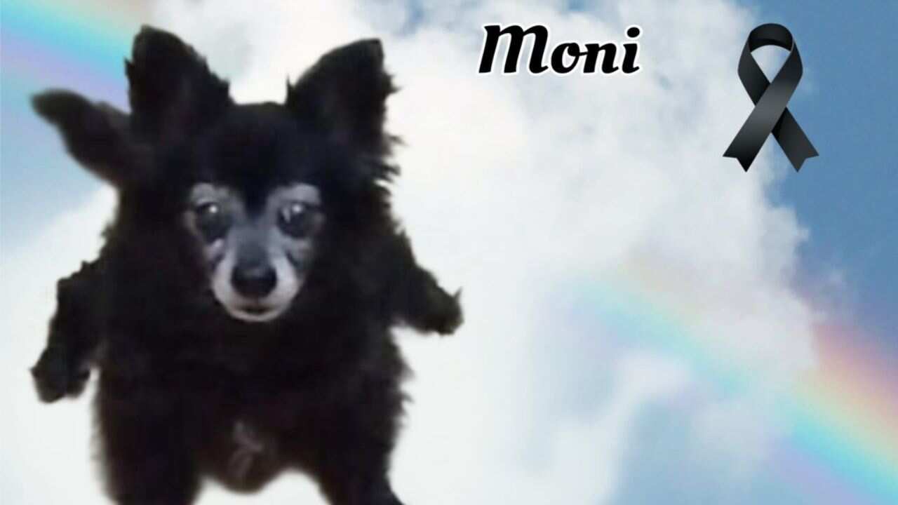 Moni: Vecina secuestra, tortura y asesina a perrita, luego la entierra frente a su casa en Coyoacán