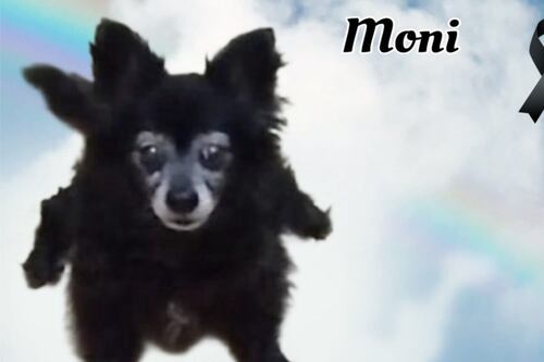 Vecinos acusan que presunta asesina de Moni lleva 25 años matando perros en Coyoacán