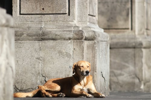 Más de 3 mil animales fueron rescatados en CDMX desde 2020; perros son los más abandonados