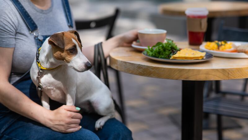 Restaurantes pet friendly
