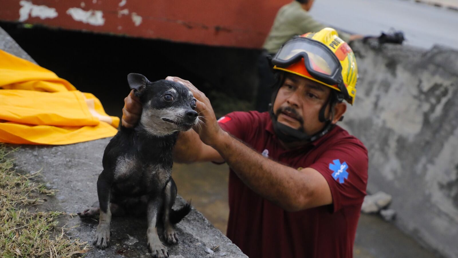 El animal nunca había sido visto por la zona y nadie sabe si tiene dueño.