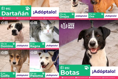 Adopción de perritos y gatitos en CDMX: así puedes darles una segunda oportunidad