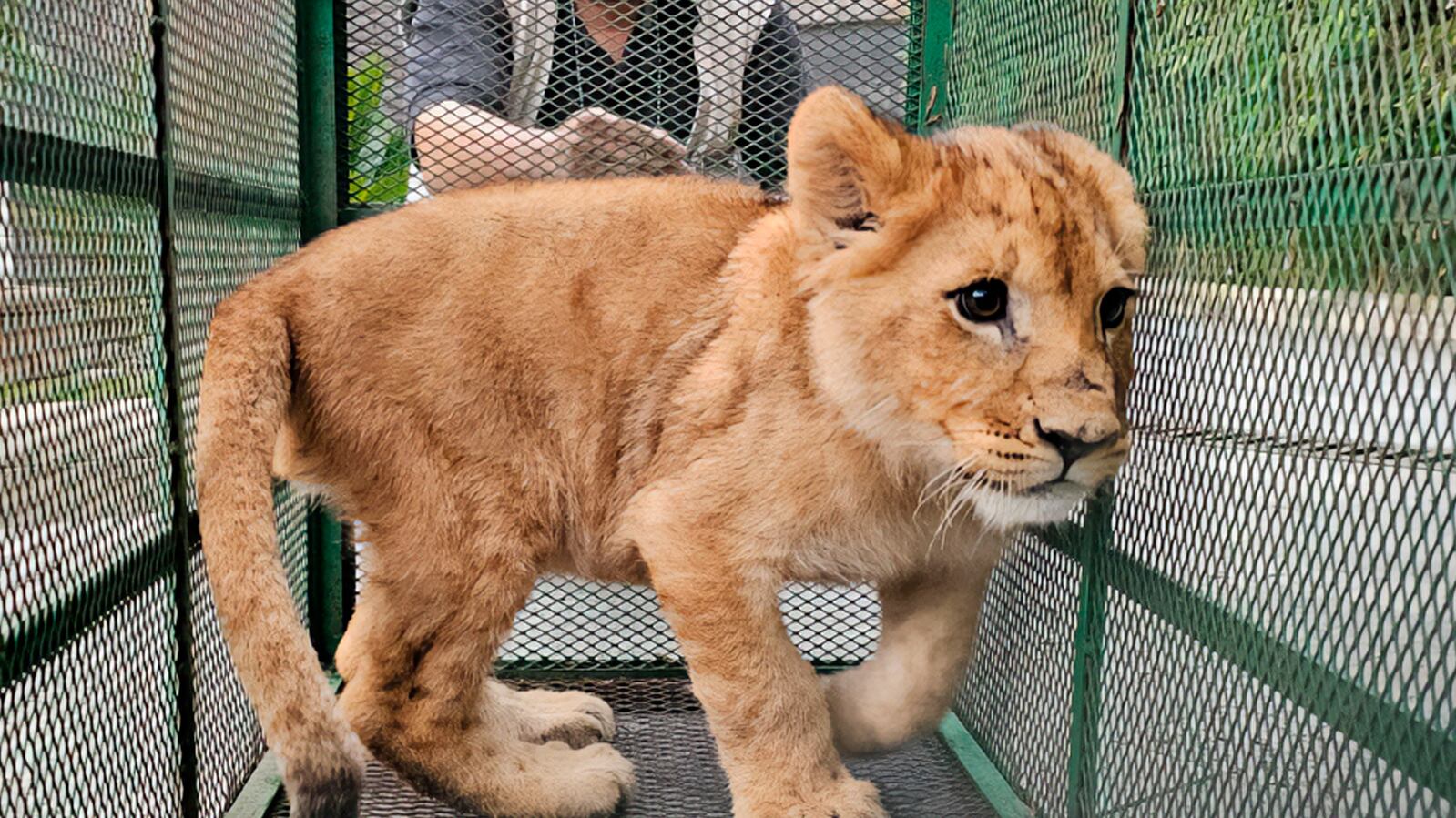 ¿Qué pasó con los animales rescatados tras operativos contra huachicol en Edomex y Querétaro?