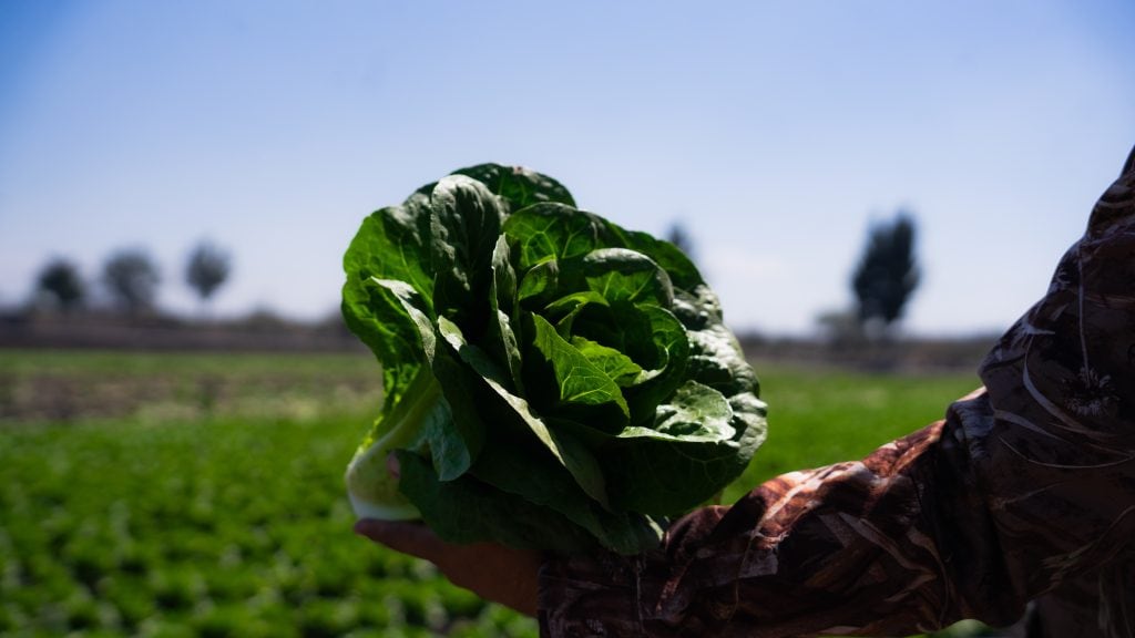 Campo agrícola en Guanajuato mantiene crecimiento sostenido al cierre de 2025, con alza de 7.2% en actividades primarias según el ITAEE de INEGI.
