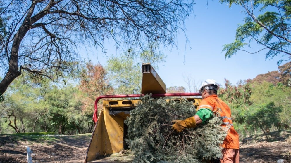 El Gobierno de Monterrey facilitará a la comunidad este proceso para que cuando lo crea conveniente pueda depositar el pino navideño.