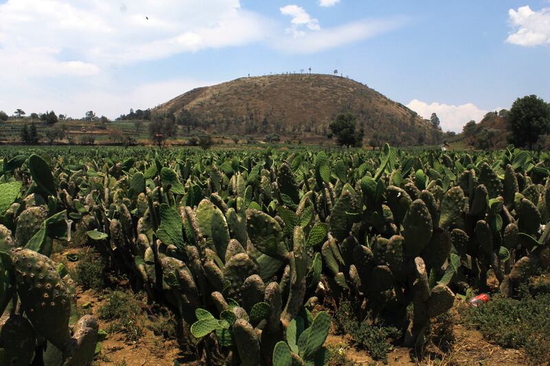 Sembradíos de nopal en Milpa Alta