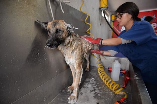 “Tu perro podría morir en una pensión”: buscan regular guarderías y hoteles de mascotas en CDMX