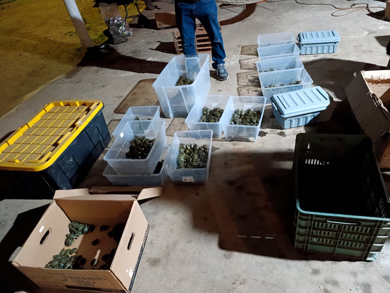Tráfico de especies: detienen a hombre con más de 3 mil tortugas en Chiapas