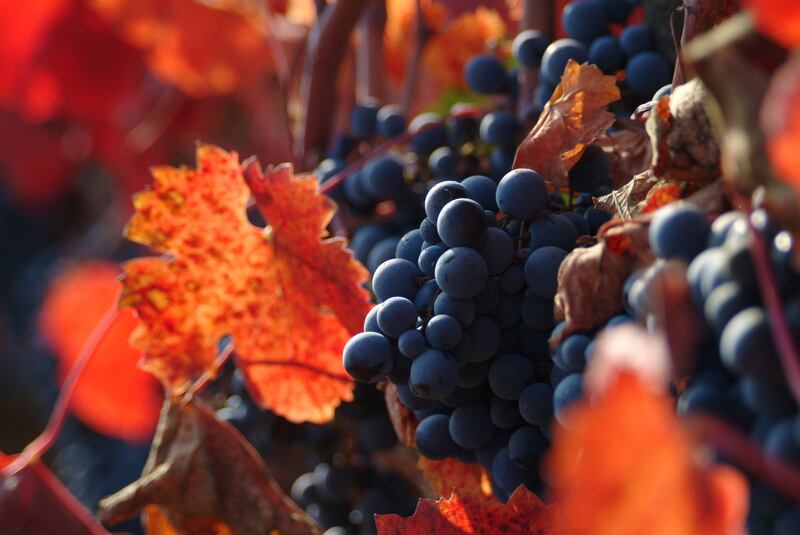vinos bajos en calorías