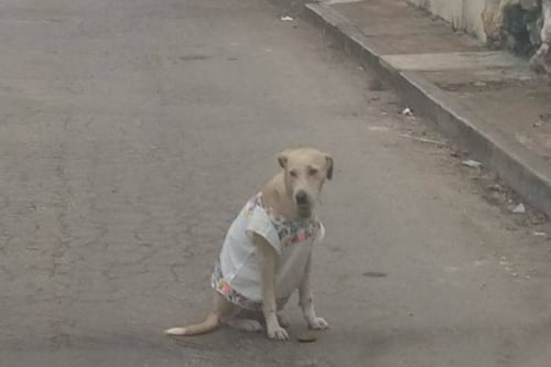 ‘Polita’, perrita yucateca que luce orgullosa su huipil