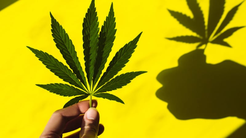 Ley de cannabis en México sigue frenada: colectivos alertan vacío legal rumbo al Mundial 2026