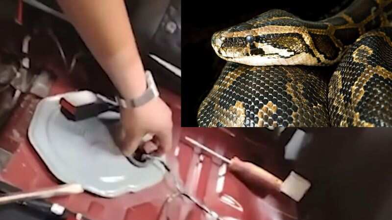 Serpiente rescatada tras ocultarse en tanque de gasolina de camioneta