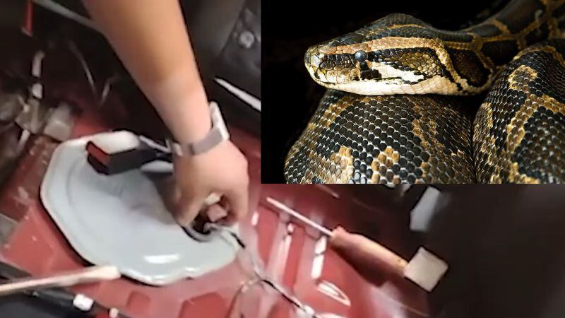 Serpiente rescatada tras ocultarse en tanque de gasolina de camioneta