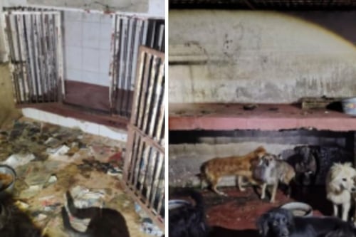 Vivían entre el dolor y la suciedad: así sufrían perros y gatos en el Refugio Franciscano
