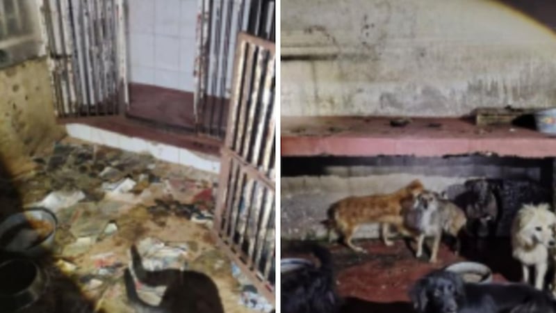 Vivían entre el dolor y la suciedad: así sufrían perros y gatos en el Refugio Franciscano