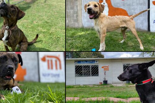 Día del Niño: adopta un perro rescatado del Metro y dale un hogar