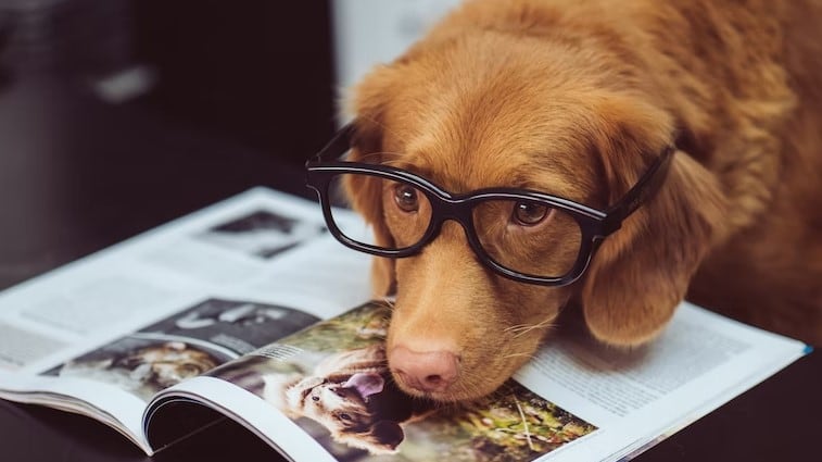 Si viajas con tu perro en el auto tendrás que pagar esta multa en la CDMX
