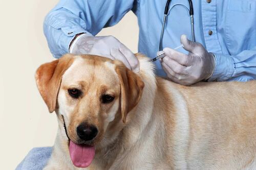 CDMX inició la vacunación antirrábica para perros y gatos. Estas son las fechas, lugares y horarios