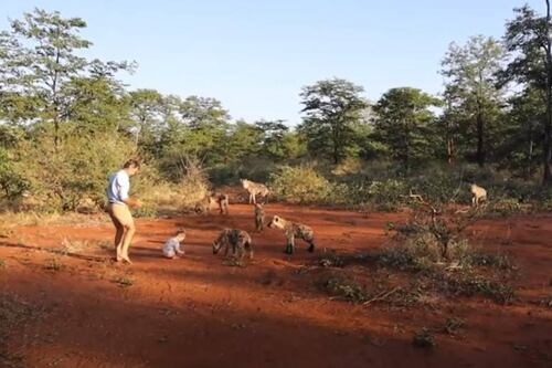 Video viral: Una niña de dos años juega con una manada de hienas