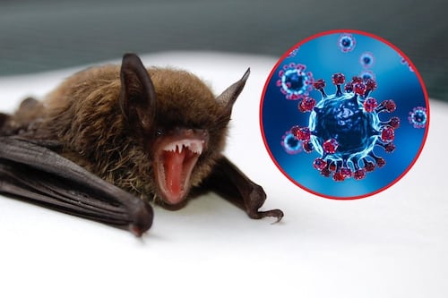 ¿Qué es el virus Nipah, la enfermedad que tiene a más de 100 personas en cuarentena?