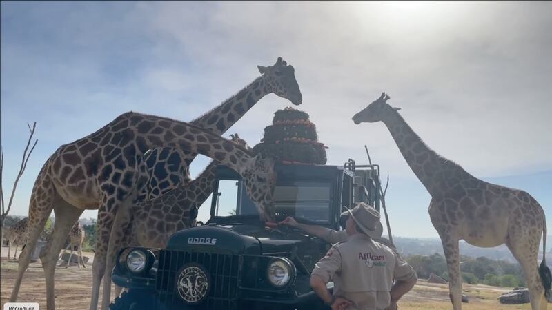 Hoy la jirafa Benito conoce a su nueva familia en Africam Safari