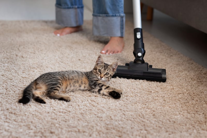 Cómo eliminar para siempre el olor a orina de gato de tu hogar