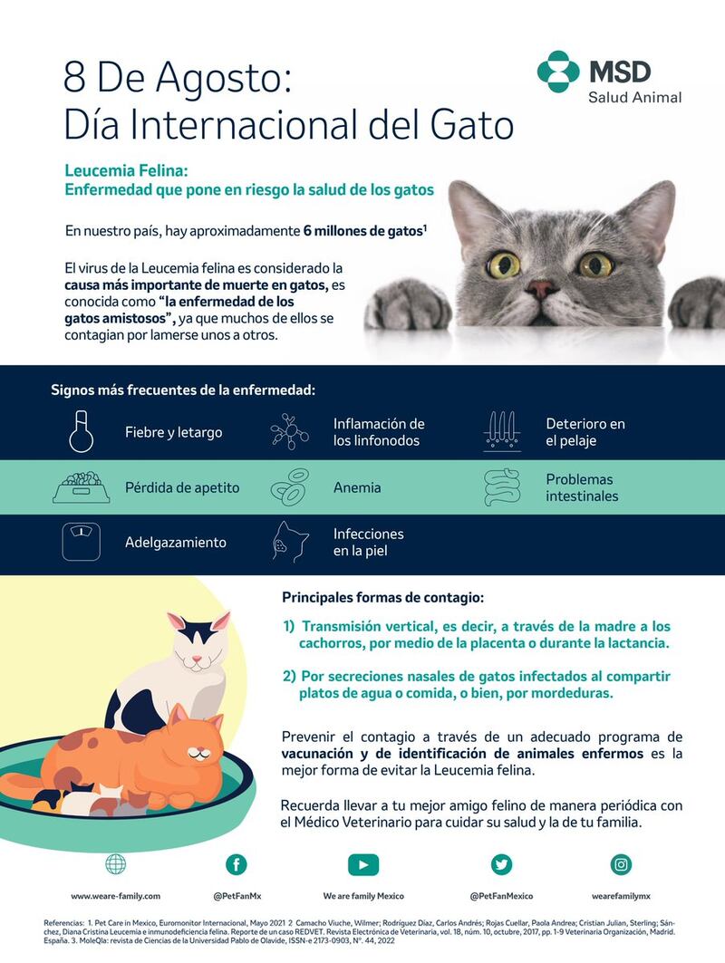 gatos bacterias