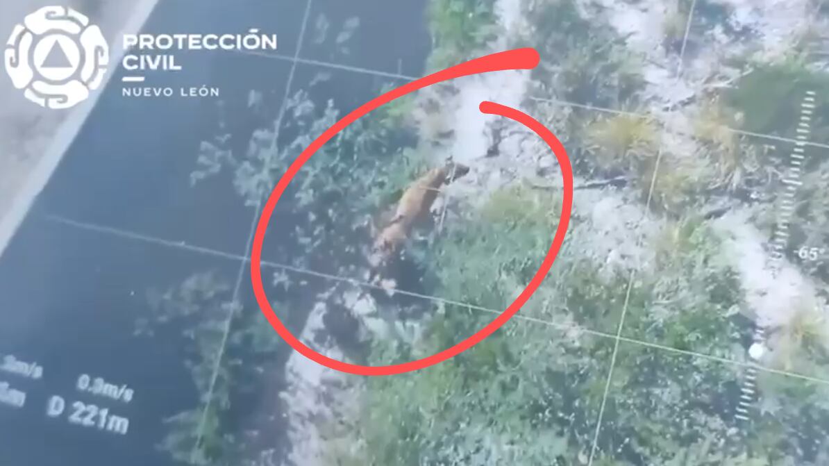 Por lo que se aprecia desde la altura el animal tiene un tamaño descomunal.