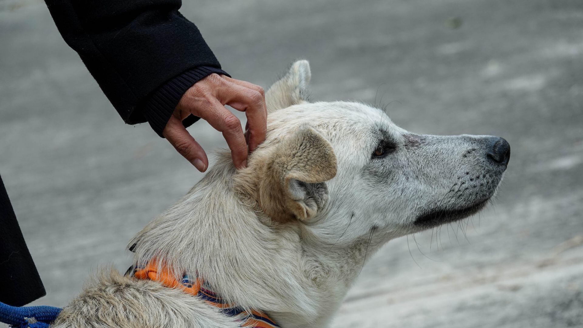 Adopción masiva de perros y gatos en Chapultepec el 3 y 4 de mayo