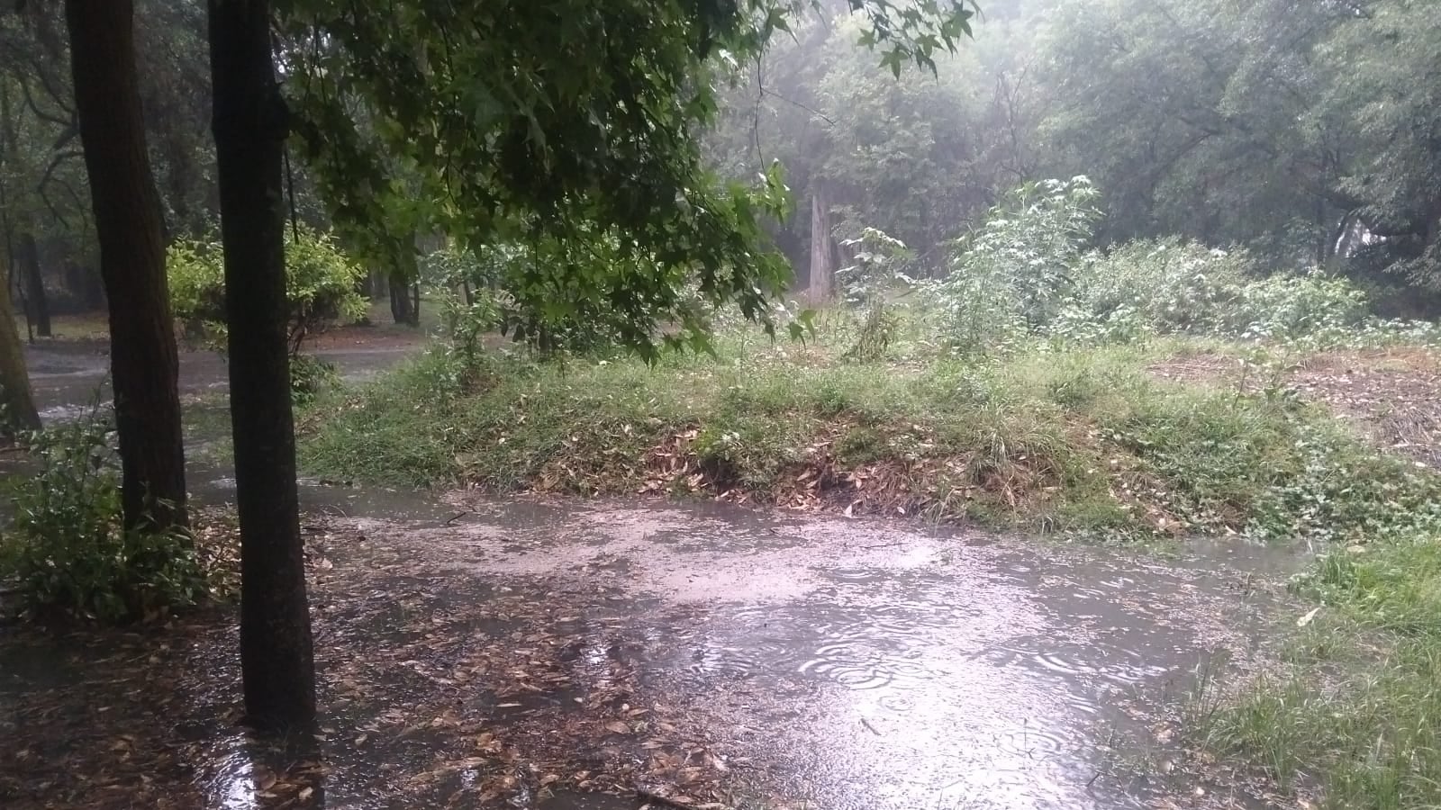 Las lluvias torrenciales dejaron senderos inundados, lodo y zonas con riesgo de deslizamiento dentro de los Viveros