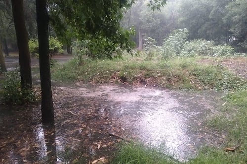 Parque Nacional Viveros de Coyoacán cierra por fuertes lluvias en CDMX; ¿cuándo abrirá?