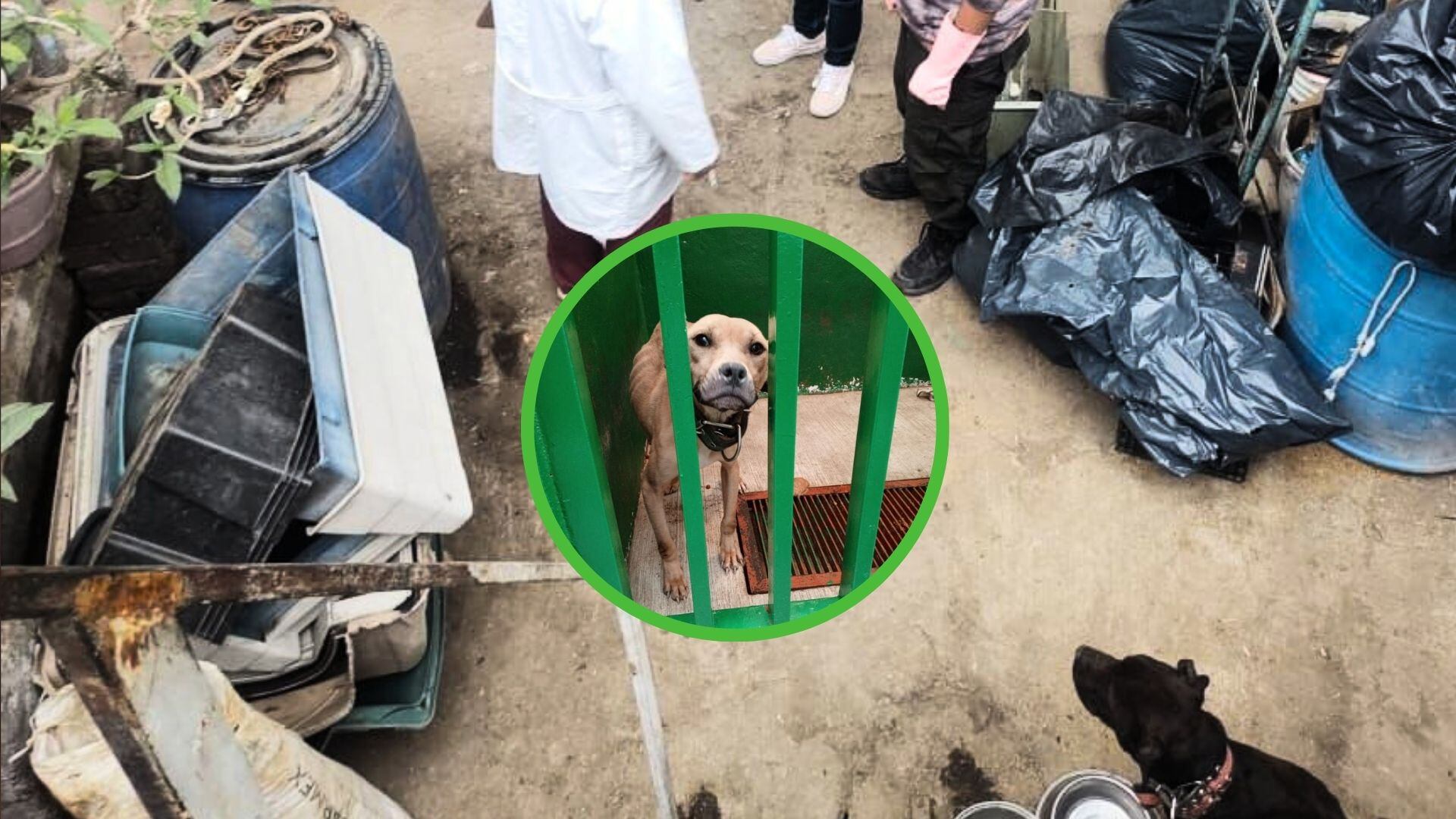 Los canes se encontraban en una casa ubicada en la colonia Cuauhtémoc de la alcaldía Magdalena Contreras.