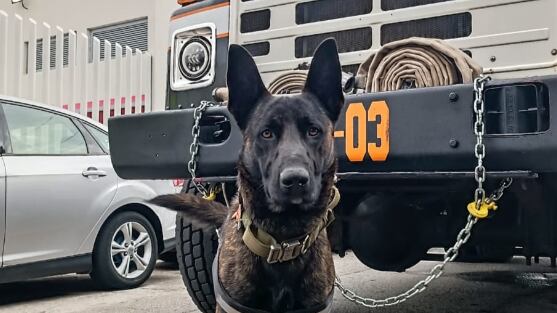 El BPU informó desde sus redes sociales que "Mushu" había desaparecido de sus instalaciones.