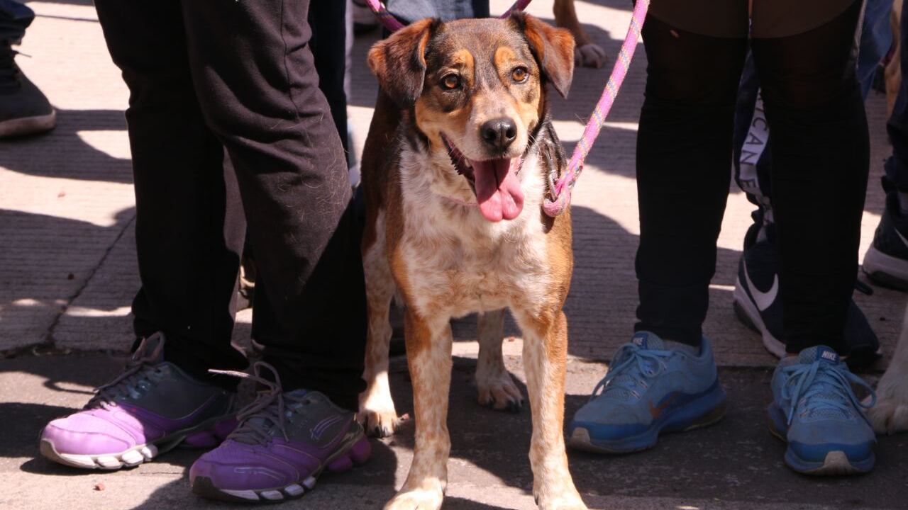 perro