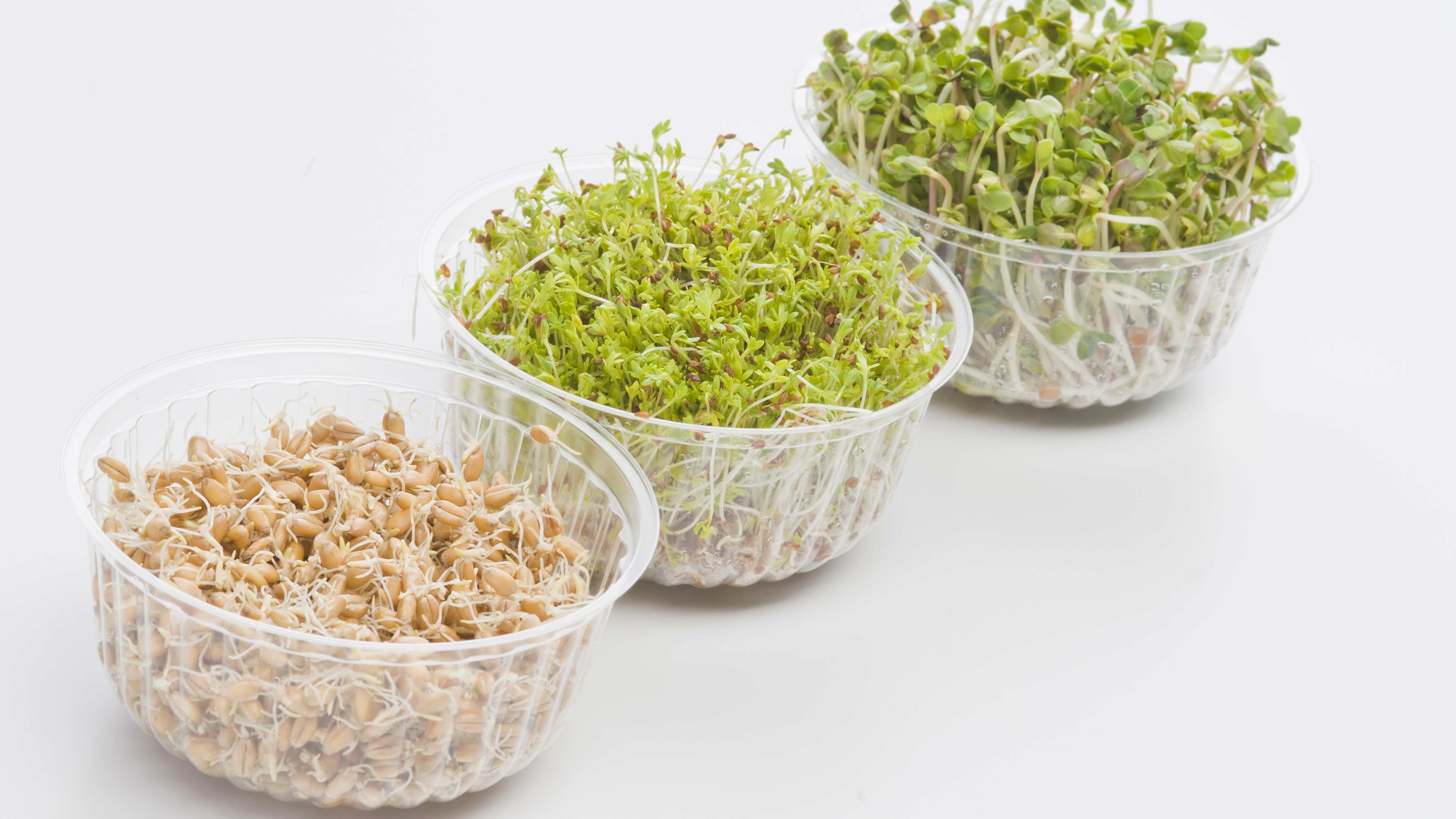 Los germinados contribuyen a cuidar de la salud (Dreamstime).