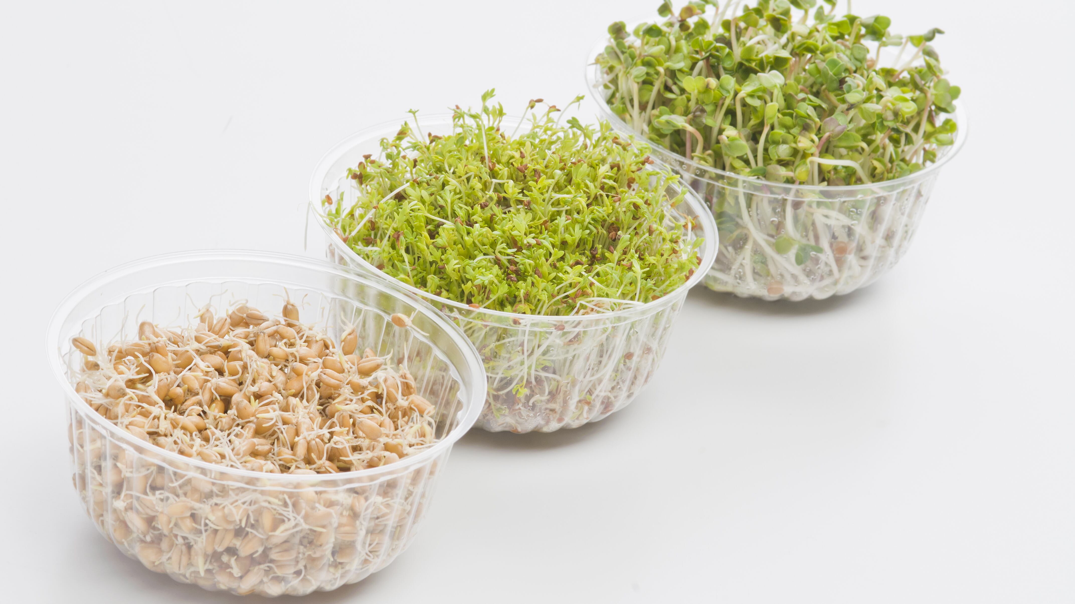 Los germinados contribuyen a cuidar de la salud (Dreamstime).