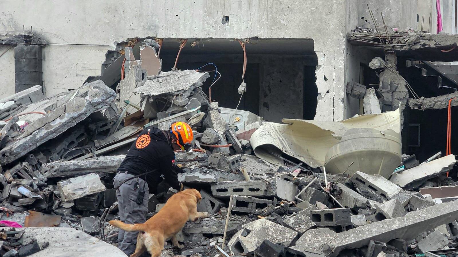 Los binomios caninos trabajaron tratando de localizar más víctimas en los domicilios colapsados.
