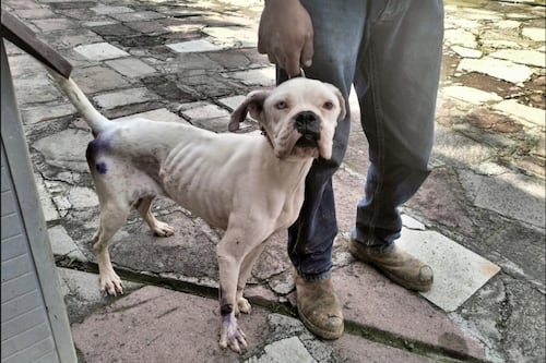 Endurecen sanciones por maltrato animal en Edomex: multas de hasta 35 mil pesos