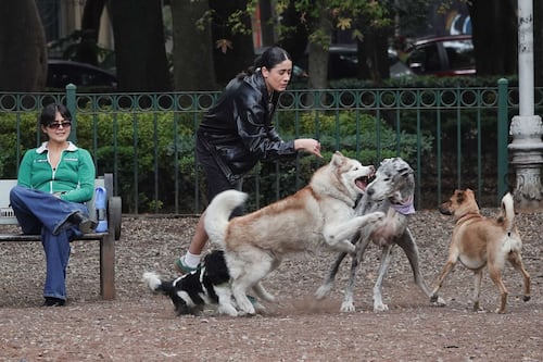 CDMX va por el “Turipet”: así buscan que puedas viajar con tu perro a todos lados
