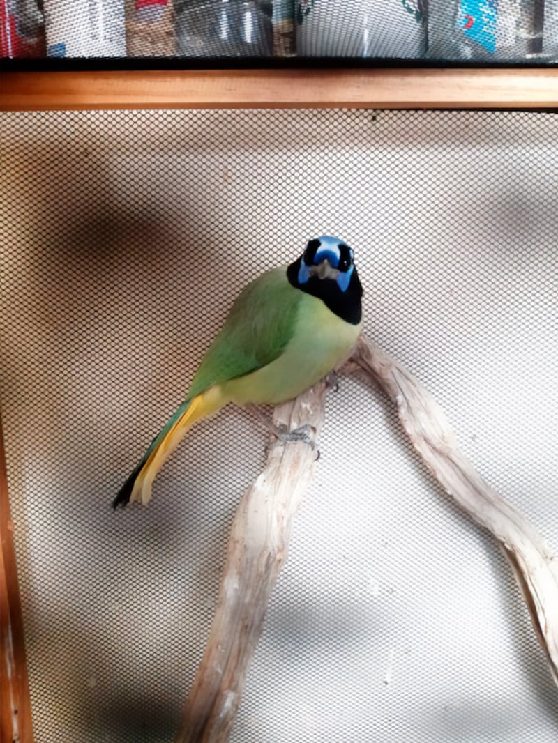 Aves Condesa.
