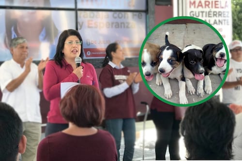 “Mató un animal cada 3 horas”: activista señala a senadora por sacrificio de miles de perros