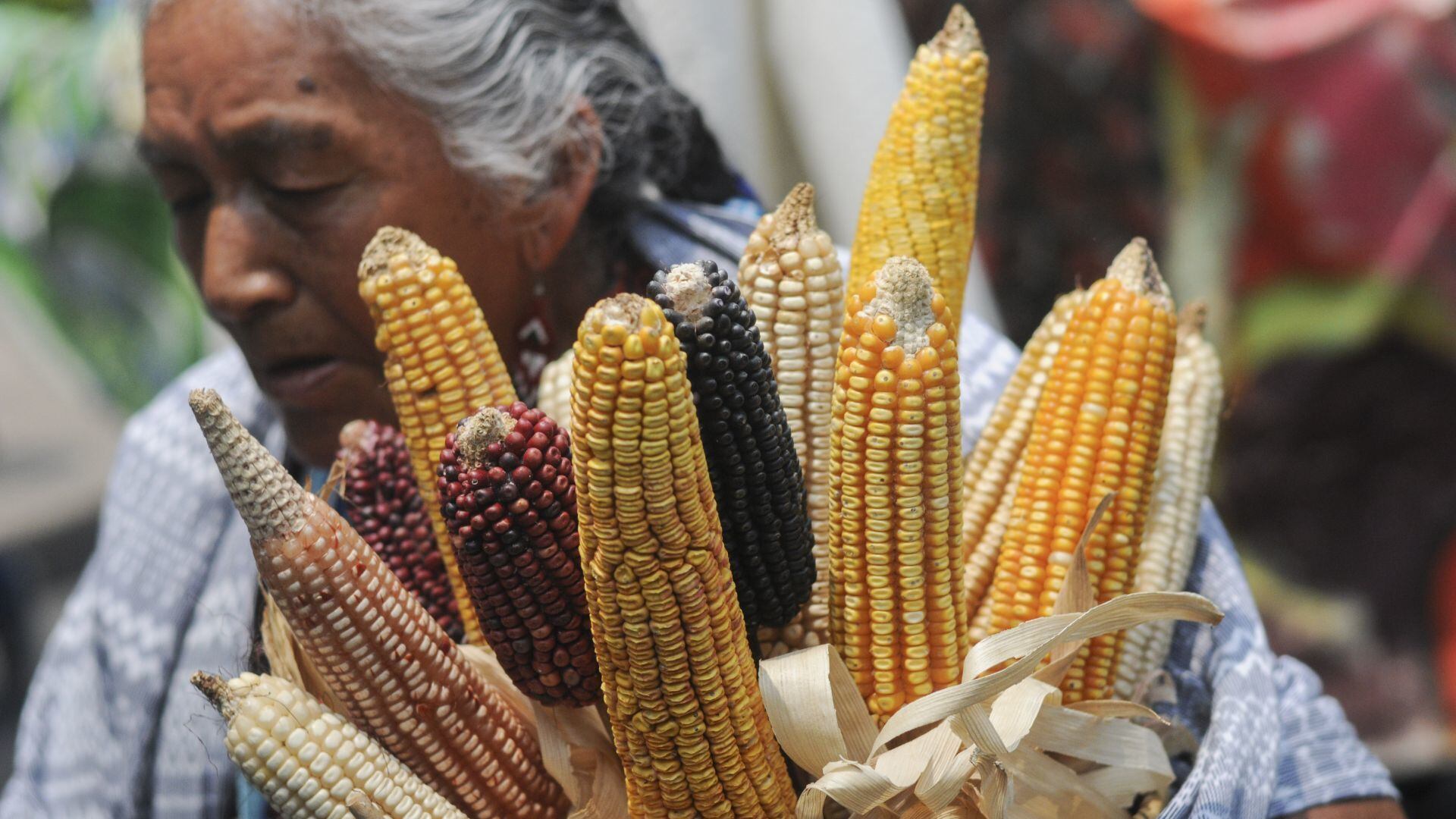 Maíz transgénico provocará que EU recurra a panel del T-MEC
