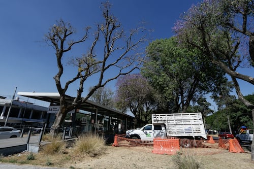 Gobierno alista estudio ambiental del Cablebús y mantiene diálogo con colectivos