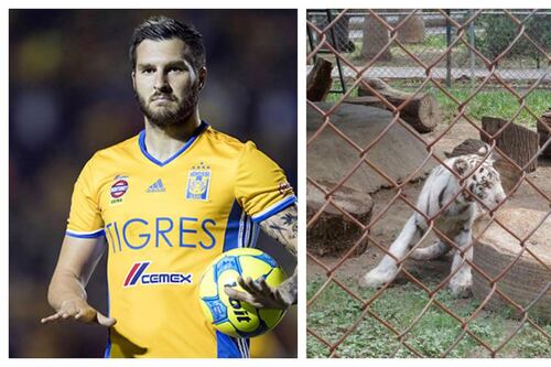 Nombran a tigre de bengala en honor a Gignac