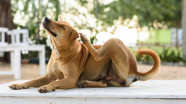 perro rascándose