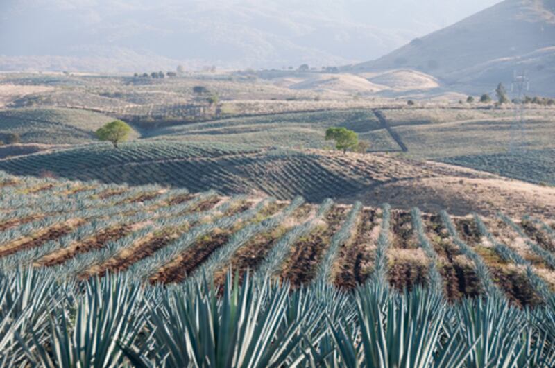 FIL Guadalajara