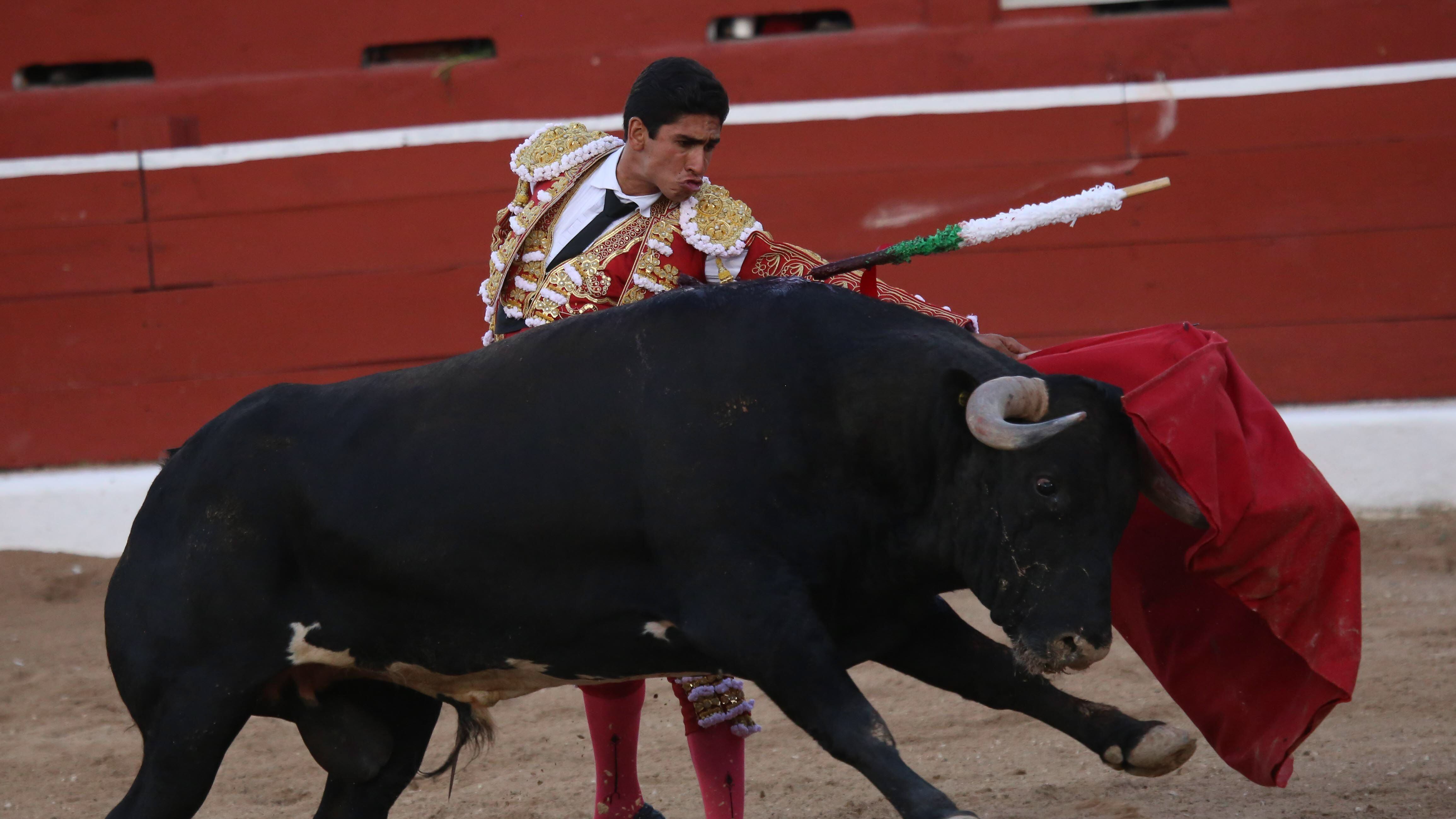Reviven discusión para prohibición de corridas de toros en Guanajuato.
